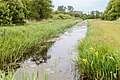 Beekdallandschap van de Lendevallei. Moerasvegetatie en biotoop.