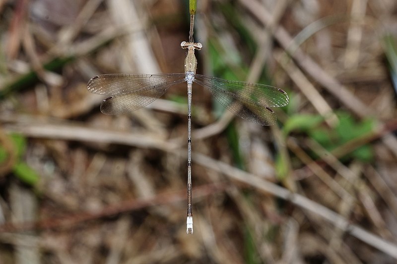 File:Lestes 1404.jpg