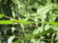 ♂ Lestes barbarus (Southern Emerald Damselfly)