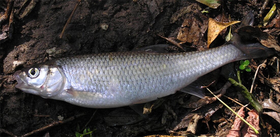 Common dace