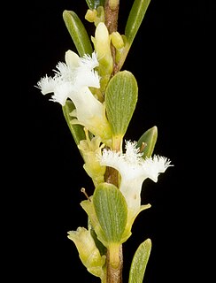 <i>Styphelia crassifolia</i> Species of flowering plant