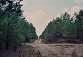 Lieberoser Heide Pinus sylvestris 7.jpg