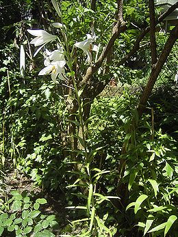 Fehér liliom (Lilium candidum)