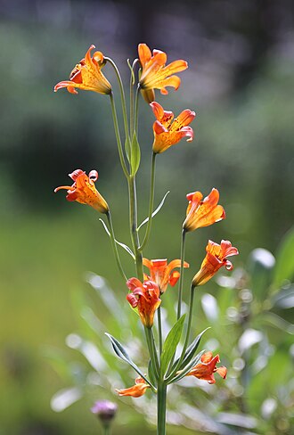 Lilium parvum inflorescence Lilium parvum alpine lily flowerhead.jpg