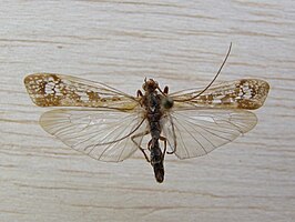 Limnephilus borealis