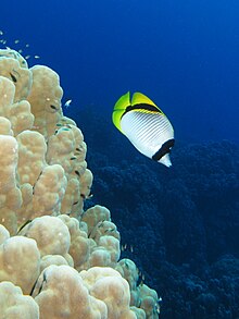 Lined Butterflyfish in the Red Sea, Egypt Lined butterflyfish swims along a dome coral.JPG