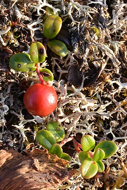 Lingonberry (Vaccinium vitis-idaea)