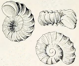 <i>Liotella corona</i> Species of gastropod