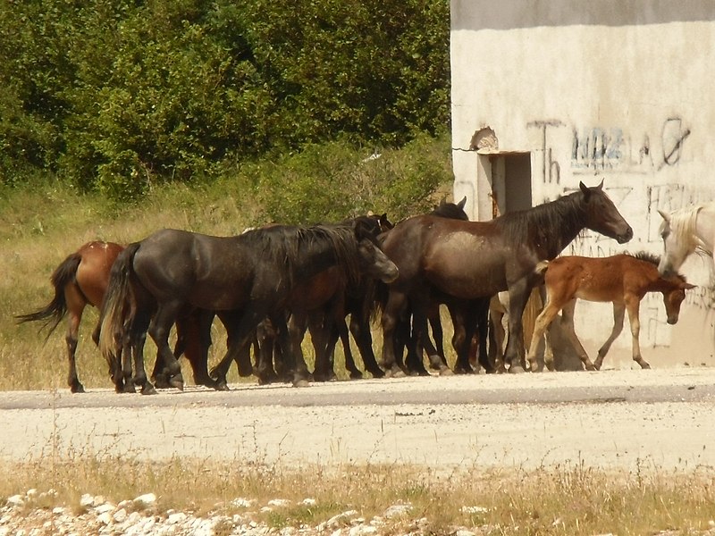 File:Livno wild horses.jpg