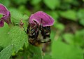 Čeština: Obec Loděnice a její okolí nedaleko české metropole, opylovaní květiny (v tomto případě hluchavky) včelou nápověda English: Inflorescence near Loděnice town in Central Bohemian region, CZ help