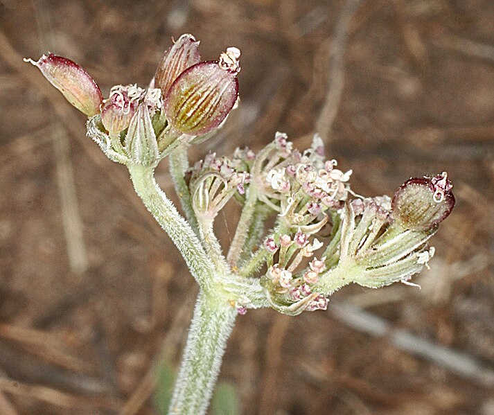 File:Lomatium orientale immature seeds.jpg