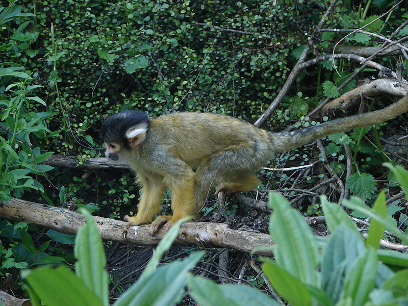 File:London Zoo 01184.jpg