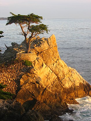 Cupressus macrocarpa, Monterey Peninsula, California