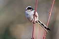 * Nomination Long-tailed tit (Aegithalos caudatus) perched on twigs. --Alexis Lours 21:46, 15 January 2022 (UTC) * Promotion  Support Good quality. --Poco a poco 22:32, 15 January 2022 (UTC)