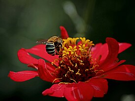 Looking for pollen