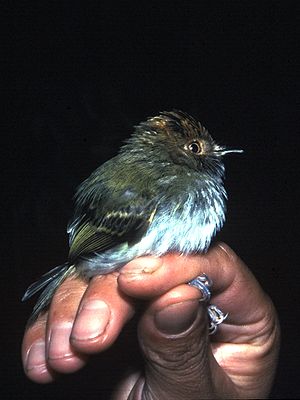 Lophotriccus pileatus - Ecuador.jpg