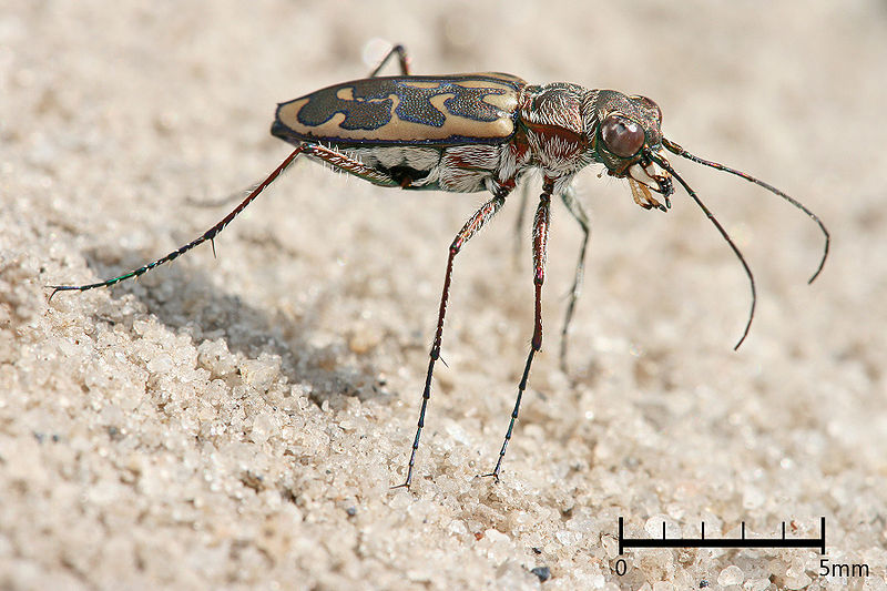 File:Lophyra sp Tiger beetle.jpg