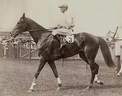 Lough Neagh, 1931 winner Lough Neagh 1937 AJC Randwick Cumberland Plate Trainer Tim Brosnan.jpg