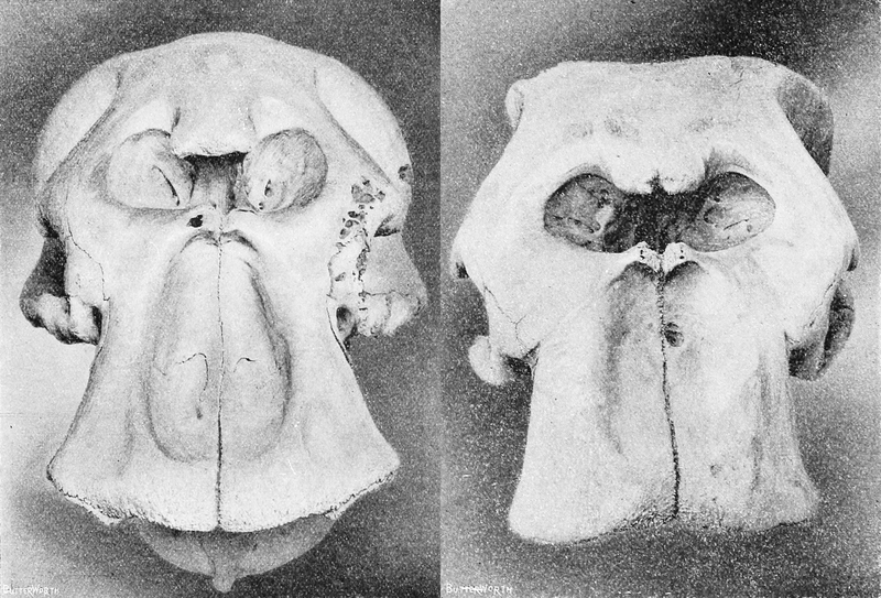 File:Loxodonta africana-cyclotis skulls PZSL.png