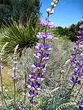 Vignette pour Lupinus longifolius