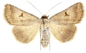 Lygephila subpicata female.jpg