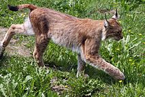Lynx lynx-2.JPG