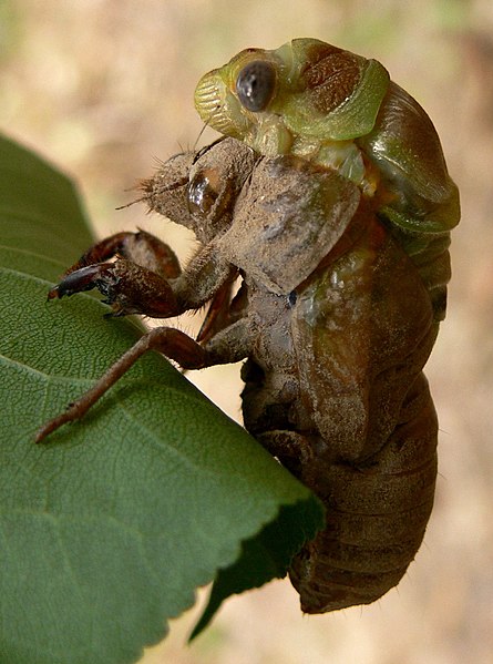 File:Lyristes plebejus3.jpg