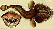 Thumbnail for File:M.E. Blochii Systema ichthyologiae iconibus CX illustratum (1801) (14764044284).jpg