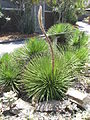 Unidentified agave plant in the arid plants section of the Mount Coot-tha Botanical Gardens. Photo taken in October (mid spring) of 2012.