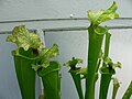 Sarracenia