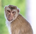 Macaca fascicularis looking at the observer - front view smooth green bokeh.jpg