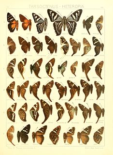 <i>Ridens</i> Genus of butterflies