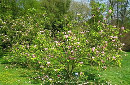 Magnolia × soulangeana 'Rustica Rubra'