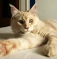 8-month-old cream silver tabby