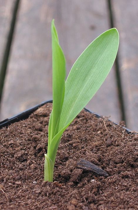 Fica, maize leaf