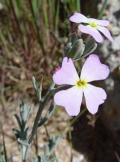 <i>Malcolmia</i> Genus of flowering plants