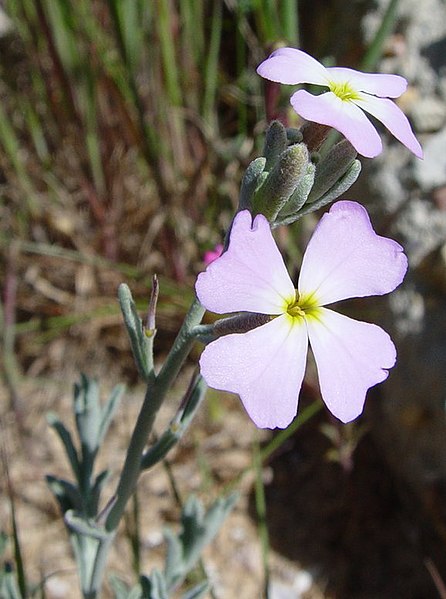 File:Malcolmia littorea.jpg