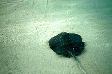 Adult mangrove whiprays can often be found in sandy or hard bottom habitats. Maldives animals 19.jpg