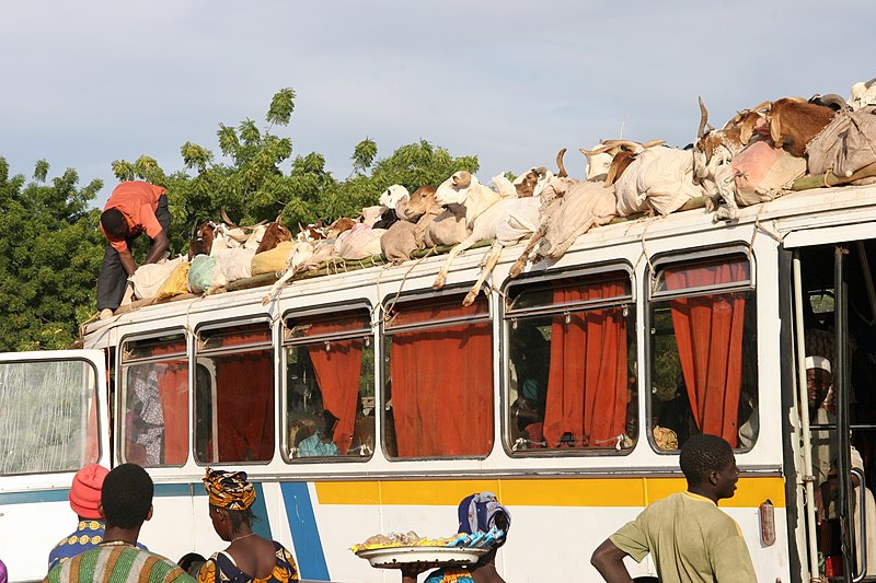 File:Mali - Goats on tour.jpg