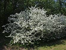 Malus sargentii.jpg 