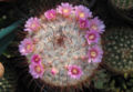 Mammillaria bombycina