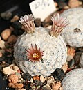 Miniatura para Mammillaria lasiacantha