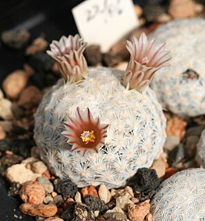 <i>Mammillaria lasiacantha</i> Species of cactus