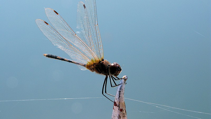 File:Mandalay, Odonata, Dragonfly, Myanmar.jpg