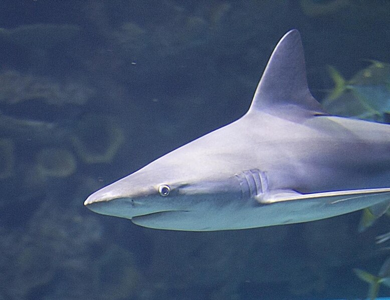 File:Mandalay Bay Shark Reef Las Vegas - 8114500529.jpg