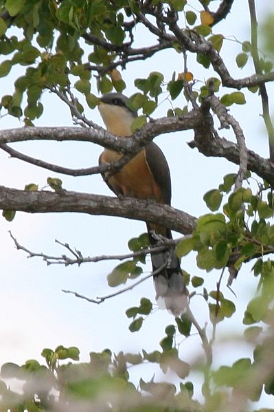 File:Mangrove Cuckoo (Coccyzus minor) (6499240771).jpg