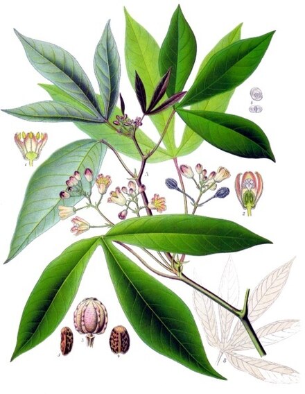 Illustration of plant leaves and flowers