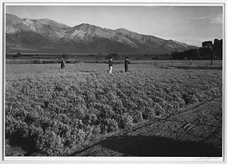 <span class="mw-page-title-main">Manzanar Guayule Project</span> Horticulture project