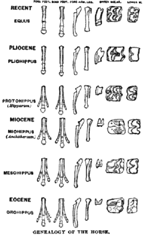 History Of Evolutionary Thought