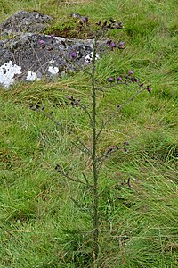 Marsh Thistle (Cirsium palustre) - Kvinnherad, Norway 2021-07-29.jpg